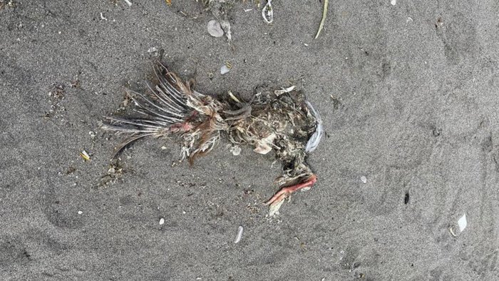castellammare spiaggia invasa da galline morte