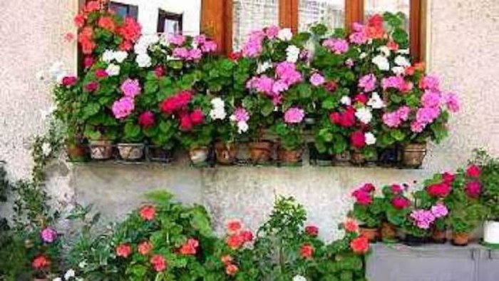 polla si colora con il concorso un gentile balcone in fiore