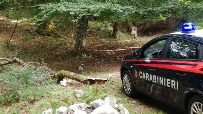 tagliano faggi al campo maggiore due uomini denunciati