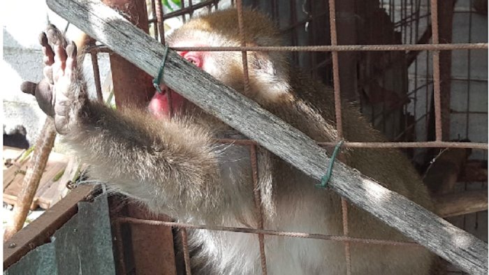 esemplare di macaco giapponese chiuso in gabbia a montecorvino