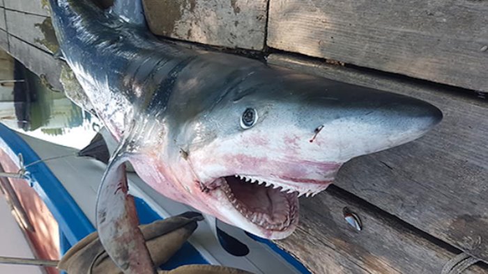 squalo volpe di oltre due metri catturato a capaccio paestum