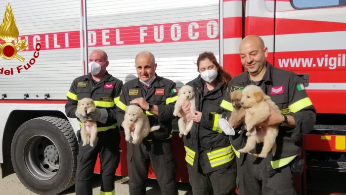 eboli cuccioli di cane in un vallone salvati dai vigili del fuoco