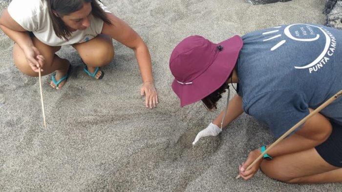 tartarughe occhio alle tracce parte la campagna anche in costiera amalfitana
