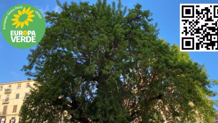 europa verde in difesa dell albero ultracentenario di piazza degli artisti