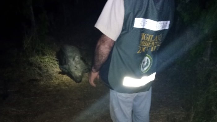 un nuovo episodio di bracconaggio a campagna ucciso un cinghiale