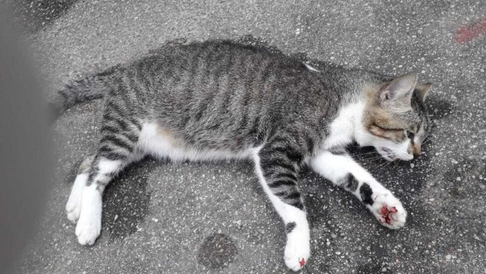 gatti avvelenati nella citta dei templi la denuncia dei cittadini