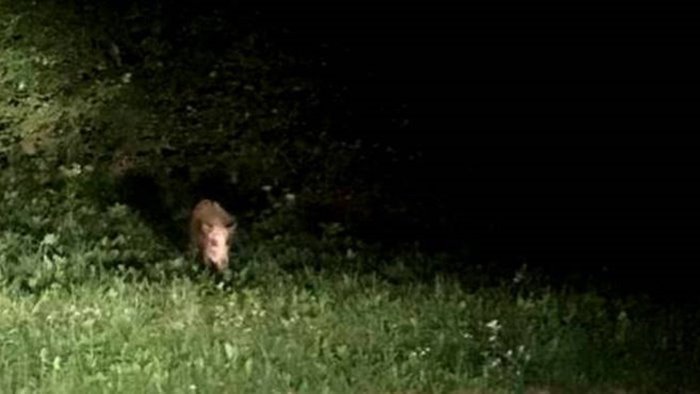 cinghiali cia campania ottiene documento operativo azioni di contrasto