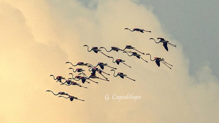 a massa lubrense il passaggio dello stormo dei fenicotteri rosa