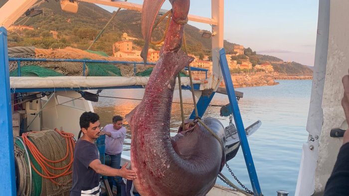 cilento esemplare di squalo pescato a pisciotta