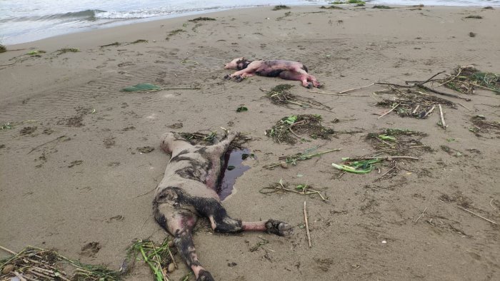 choc sulla spiaggia di capaccio paestum trovate le carcasse di due bufalini