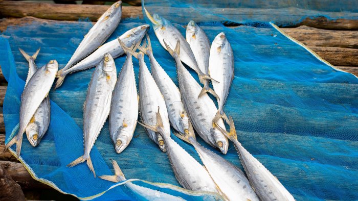 pescatori in campania pronti allo sciopero contro le decisioni di bruxelles
