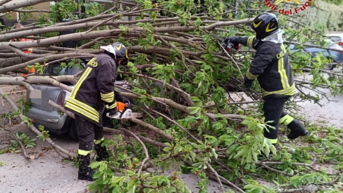 maltempo crolla un albero su un auto anziano resta intrappolato