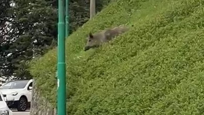 ariano cinghiale lungo scarpata con il rischio di piombare tra le auto