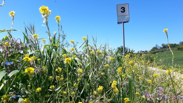 strade invase di erbacce ovunque sommersi guard rail e segnaletica