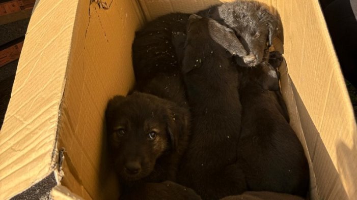 moschiano i carabinieri recuperano 6 cuccioli affidati a un canile