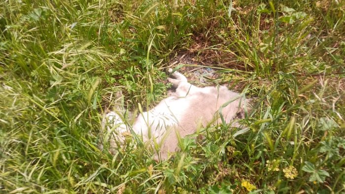 morte atroce di cani ad ariano si faccia piena luce al piu presto