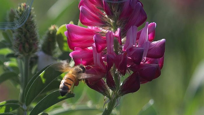 custodi di biodiversita a morcone incontri e laboratori dedicati alle api