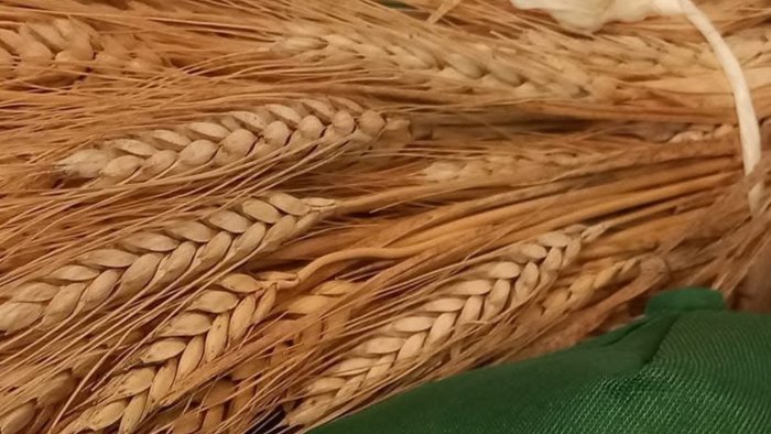 grano pagato ai produttori come nel 2015 costi di produzione alle stelle