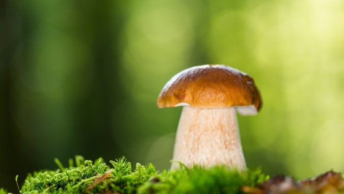 tesserini raccolta funghi corso formazione della comunita montana fortore