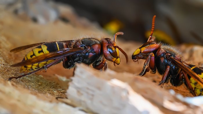 contro invasione di calabroni asl e vigili del fuoco in campo