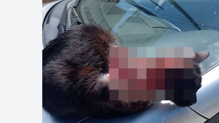 gatto sfregiato con acido pasqualino non ce l ha fatta adesso corri libero