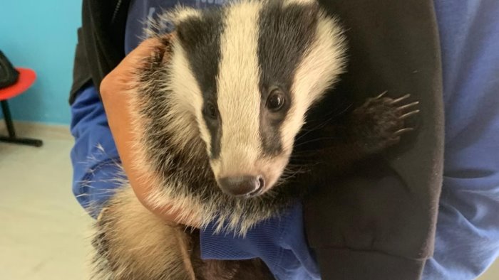 tasso ferito in strada soccorso e trasferito al cras di napoli