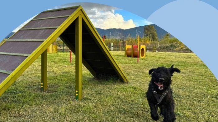 cellole inaugurazione area dog nuovo spazio per gli amici a quattro zampe