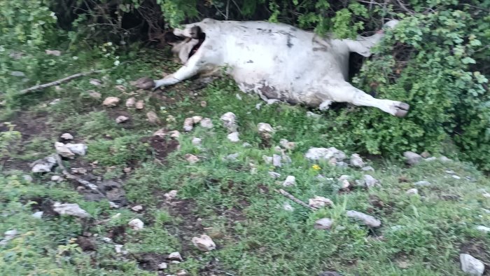 carcassa di animale morto la segnalazione della guardia agroforestale italiana