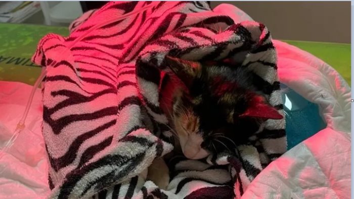 montoro greta ferita con un fucile avviata una raccolta fondi per l intervento