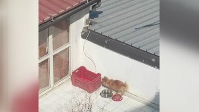 cuccioli morti al sole a battipaglia lndc no alla richiesta di archiviazione