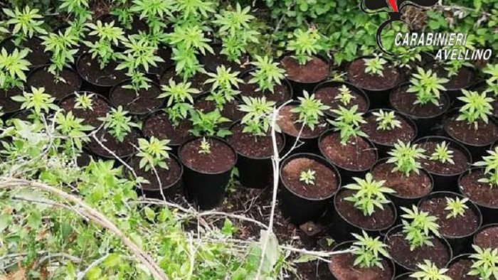 marijuana in un terreno comunale si indaga