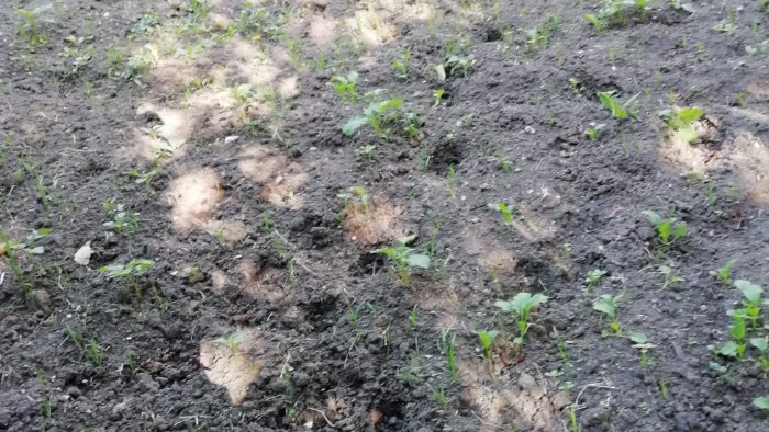 caso pantera ecco le foto delle impronte parola agli esperti