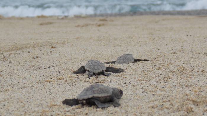 nido di tartarughe a marina di camerota l appello dell enpa