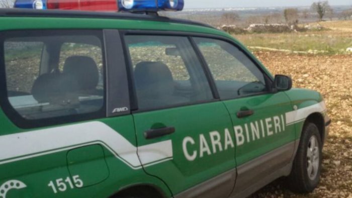 controlli in un allevamento sequestrate 2 capre tibetane