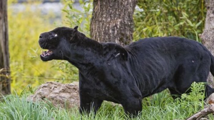 pantera sul partenio gli esperti le orme sono compatibili