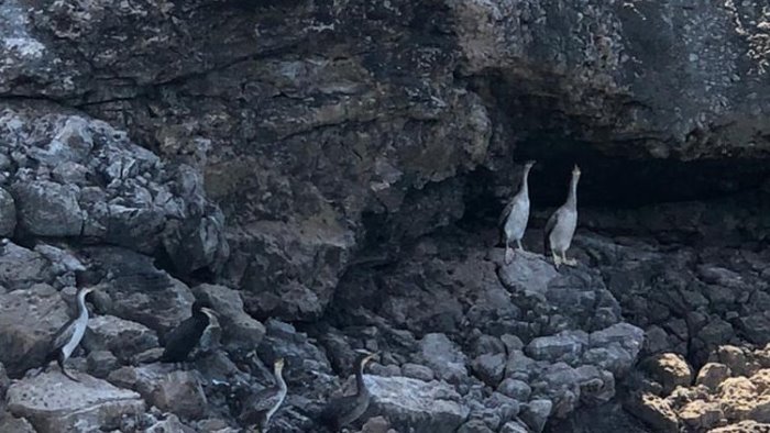 marangone dal ciuffo una nuova specie a largo di positano
