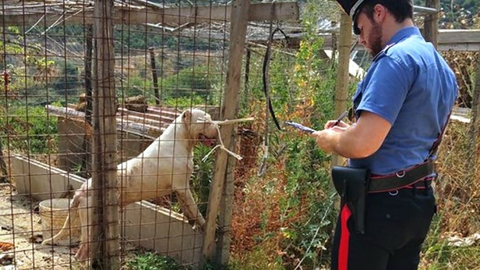 cani denutriti e con orecchie tagliate due persone denunciate