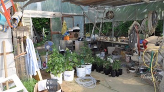 non ricambi di auto ma piante di marijuana arrestato 30enne