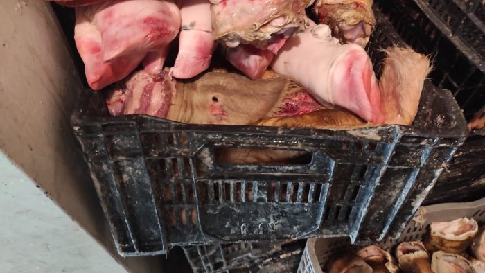 sequestrati 500 kg di carne senza tracciabilita a pagani