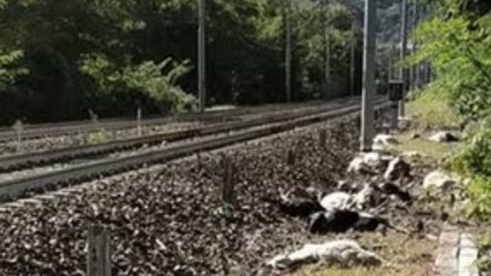 eboli treno in corsa travolge e uccide 30 capre