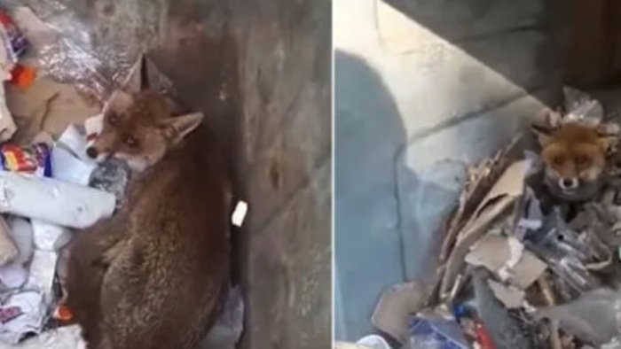 salvano volpe a montevergine alessandro e domenico esempio per tutti