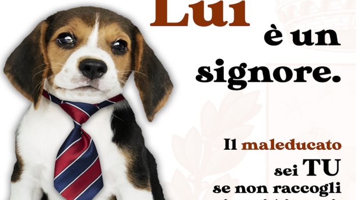 pellezzano cura del territorio stop all incuria dei proprietari dei cani