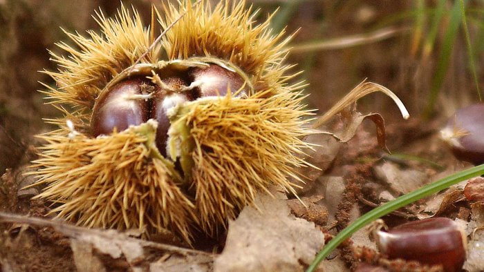 montella finanziamento per il consorzio di tutela della castagna igp