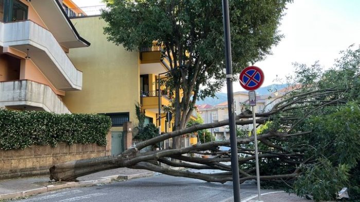 baronissi crolla grosso albero comune anticipa abbattimento di 38 piante