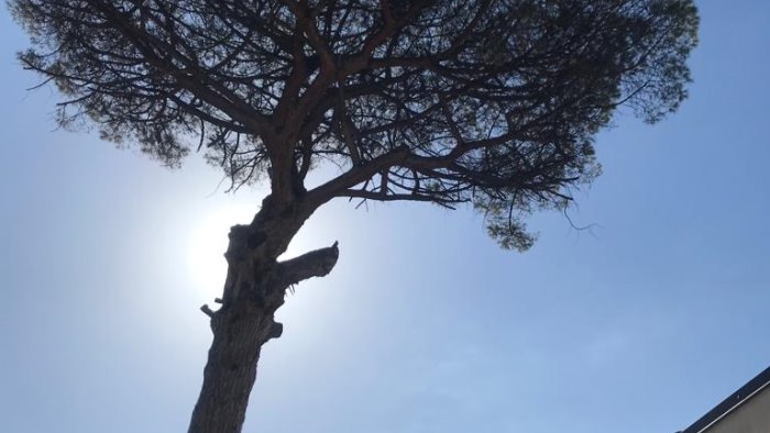 san marzano continuano interventi di messa in sicurezza del patrimonio arboreo