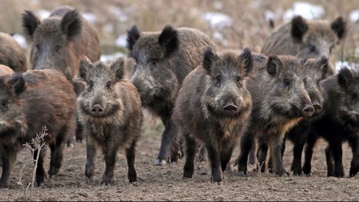 emergenza cinghiali nel cilento aprono i primi centri di raccolta delle carni
