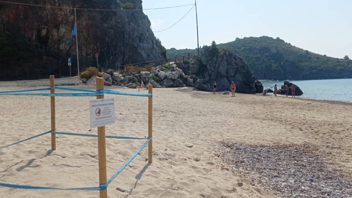 mamma tartaruga torna in cilento primo nido a camerota