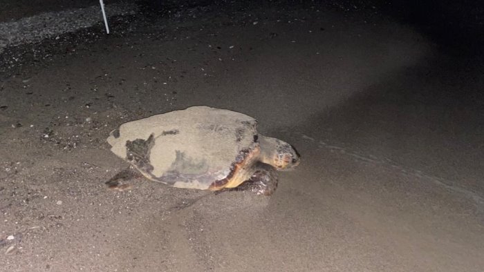 sorpresa a marina di camerota secondo nido di caretta caretta