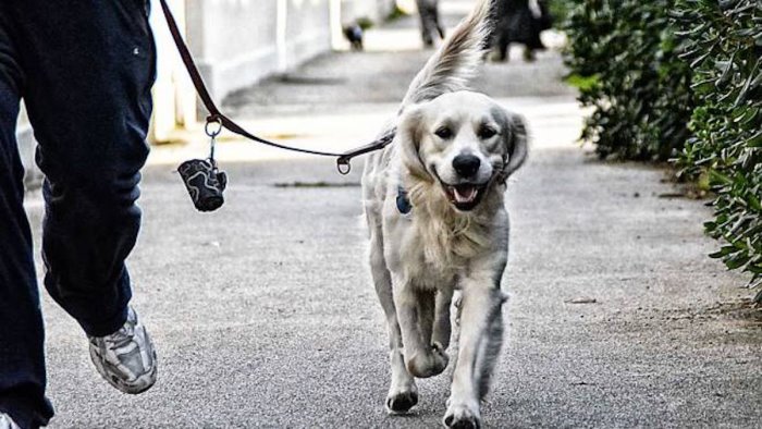atrani via libera ai cani in spiaggia ecco le fasce orarie e le modalita