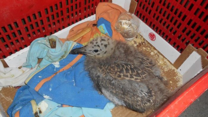 una storia a lieto fine salvato il pulcino di gabbiano ferito rinvenuto dal wwf
